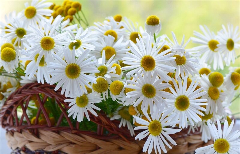 Daisies in a Basket — White, Calm, Spring