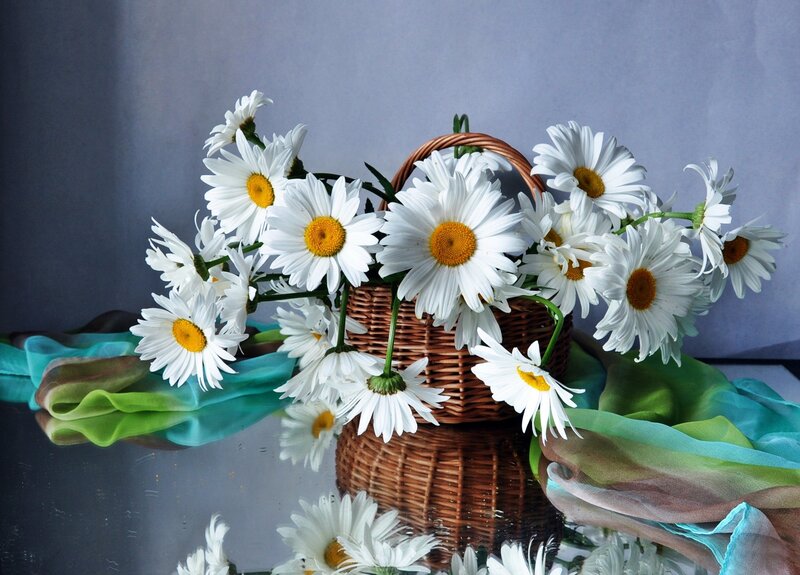 Daisies in a Basket — White, Calm