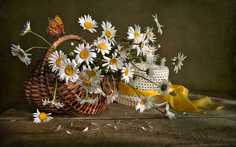 Daisies in a Basket — White, Serene, Afternoon