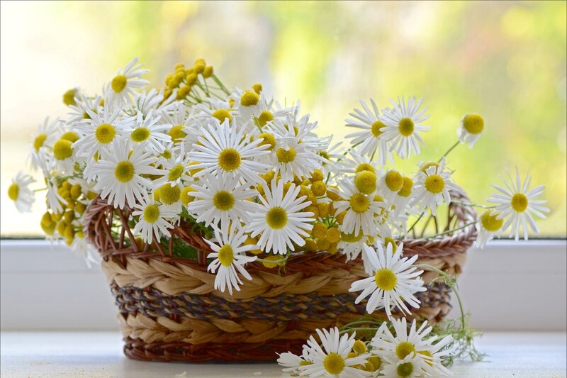 Daisies in a Basket — White, Serene, Morning