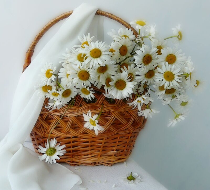 Daisies in a Basket — White, Serene, Photograph, Cloth, Flowers