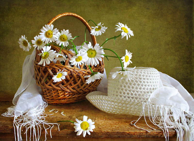 Daisies in a Basket — White, Serene, Photograph