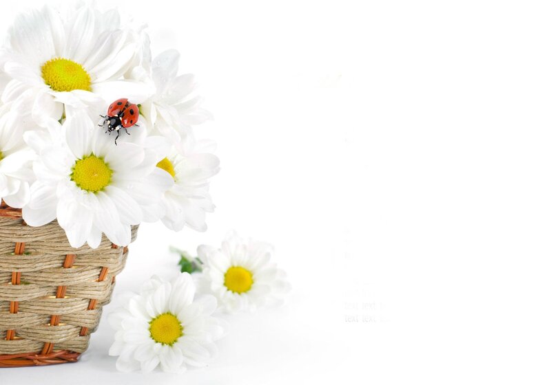 Daisies in a Basket — White, Serene, Spring, Photograph, Ladybug