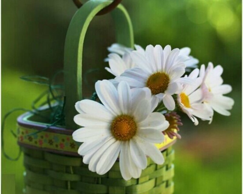 Daisies in a Basket — White, Serene, Spring, Photograph