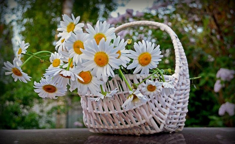 Daisies in a Basket — White, Serene, Spring
