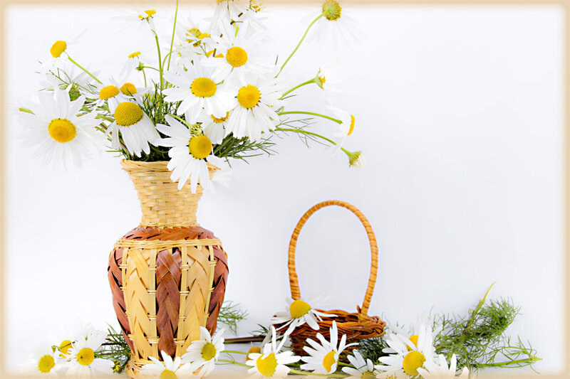Daisies in a Basket — White, Serene