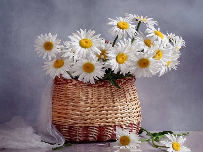 Daisies in a Basket — White