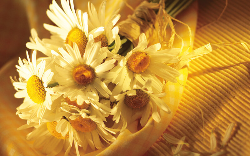 Daisies in a Basket — Yellow