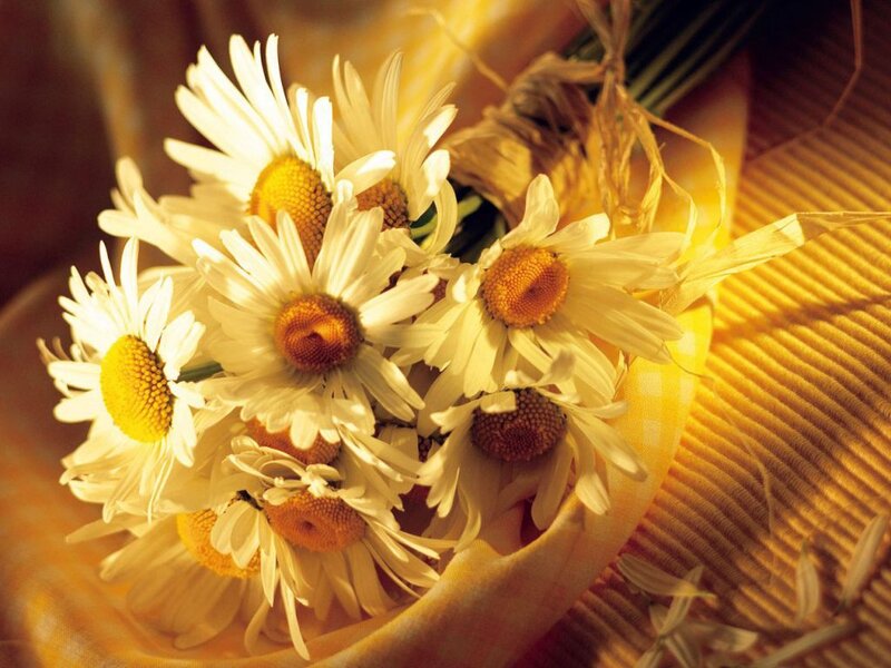 Daisies in a Basket — Yellow, Warm, Afternoon