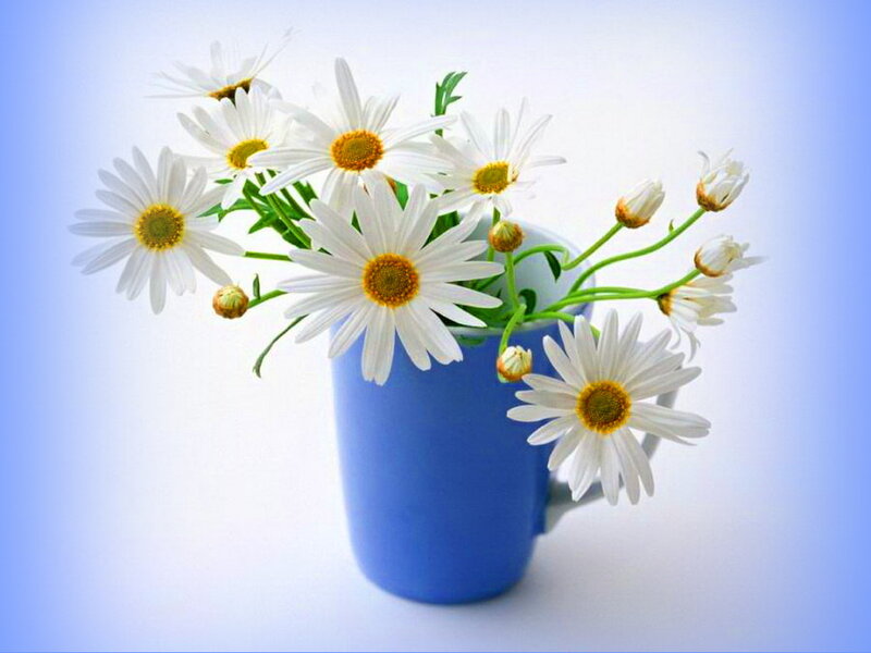 Daisies in a Blue Cup