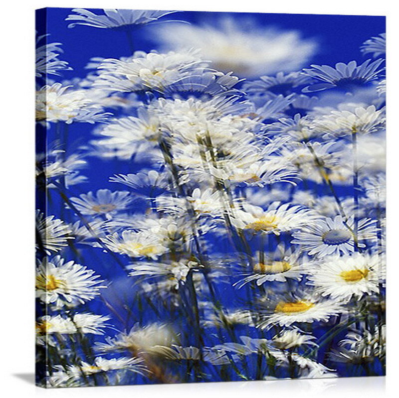 Daisies in a blue field