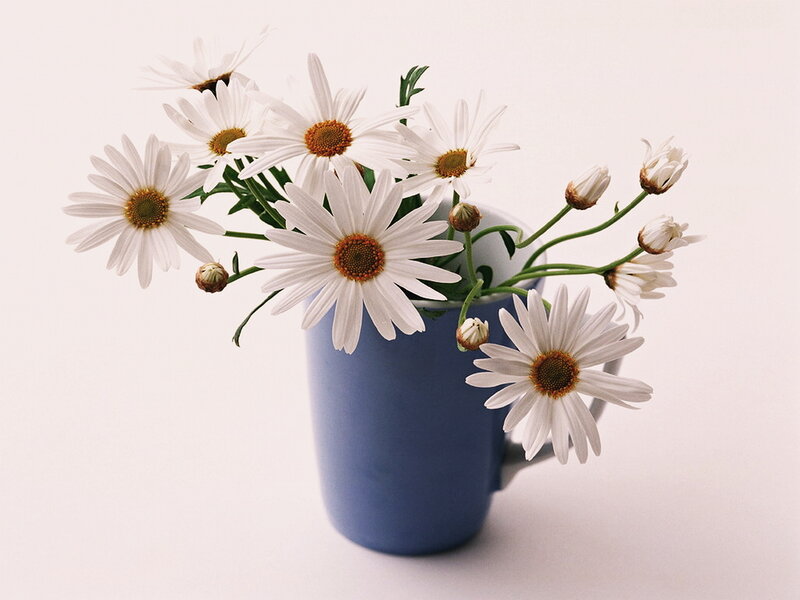 Daisies in a Blue Mug — Calm