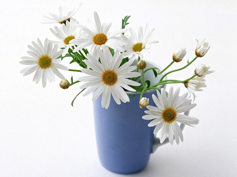 Daisies in a Blue Mug — Serene