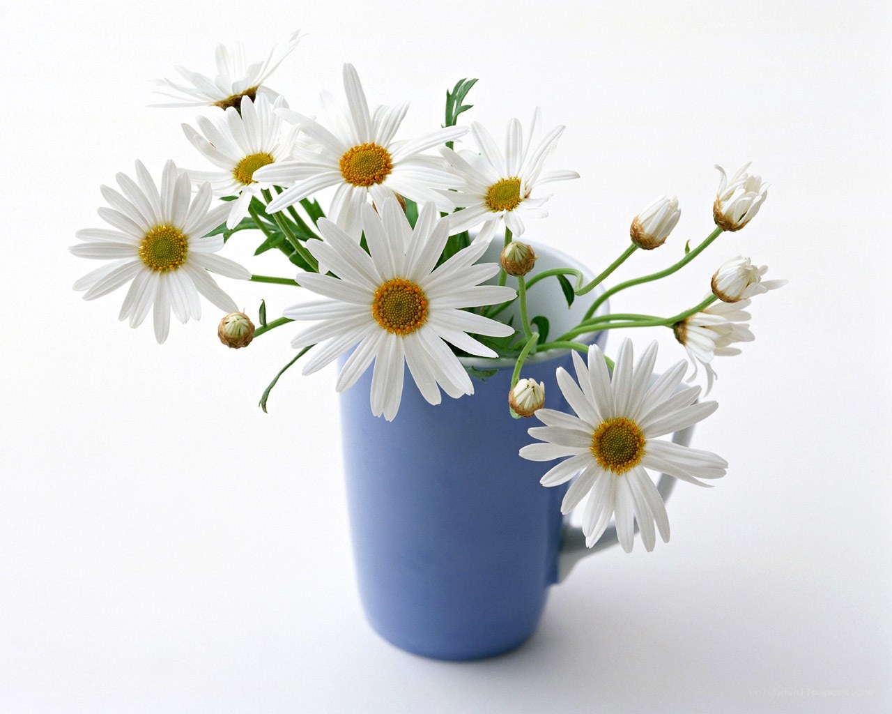 daisies in a blue mug