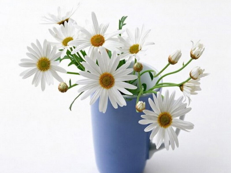 Daisies in a Blue Vase — Calm