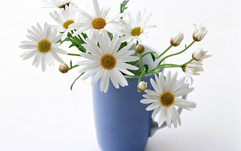 Daisies in a Blue Vase — White