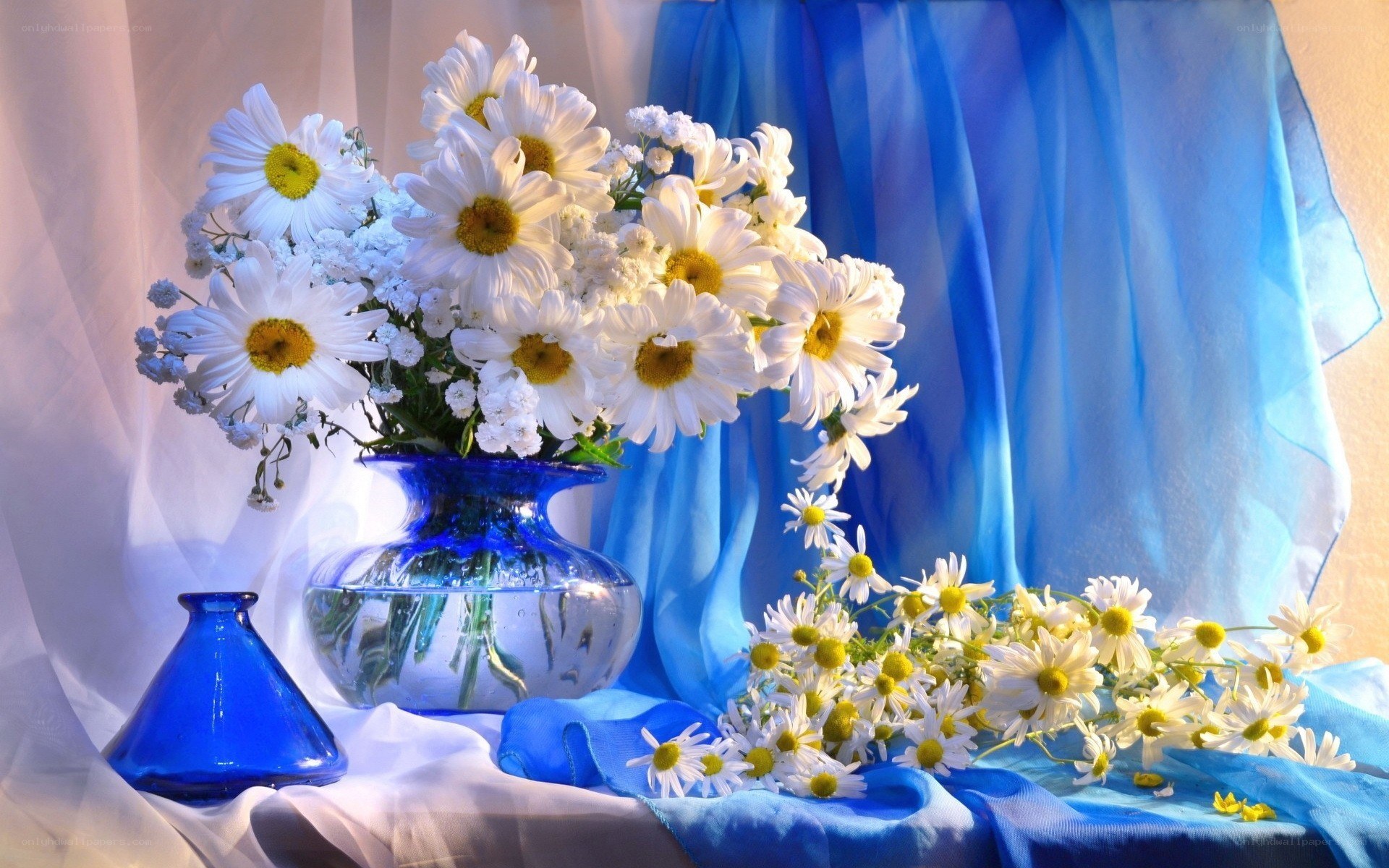 Daisies in a blue vase