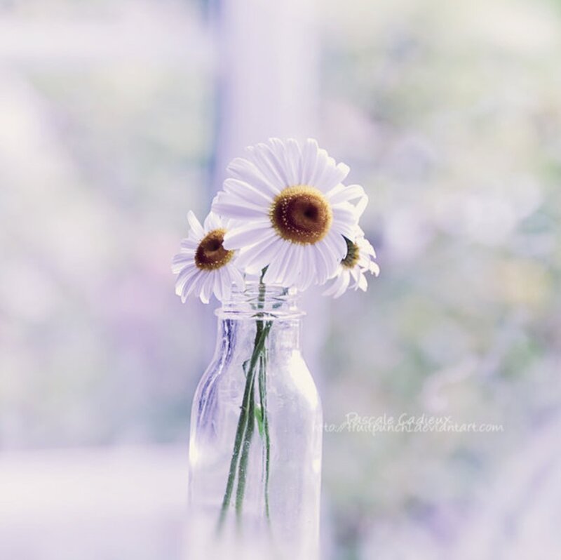 Daisies in a Bottle