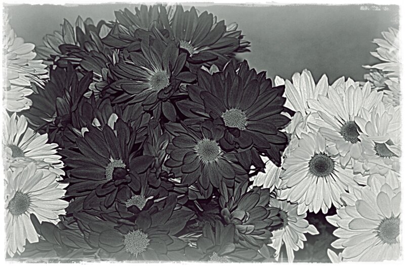 Daisies in a Bouquet — Black