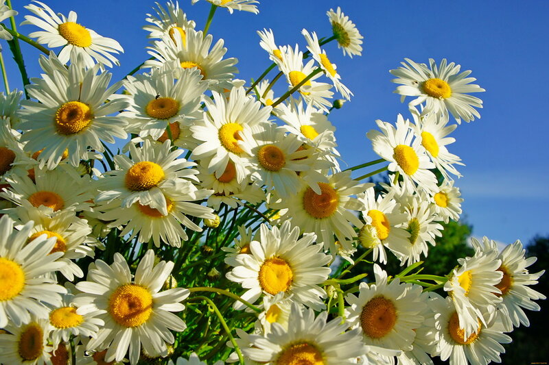 Daisies in a Bouquet