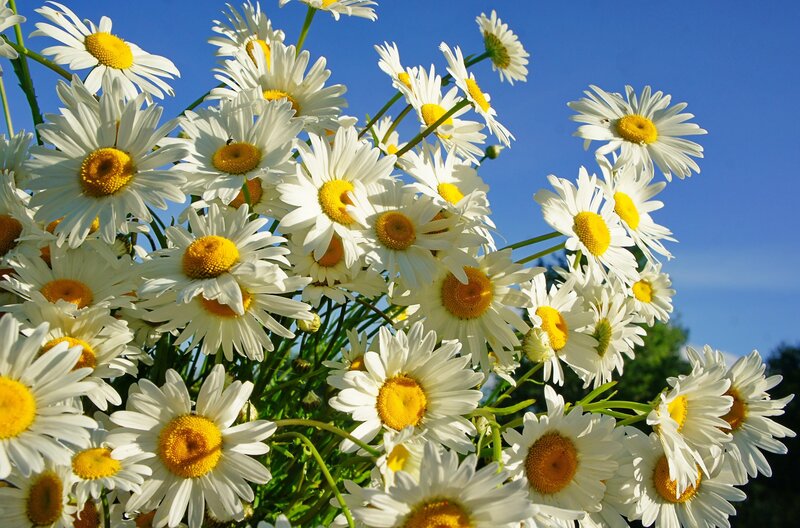 Daisies in a Bouquet — White, Bright