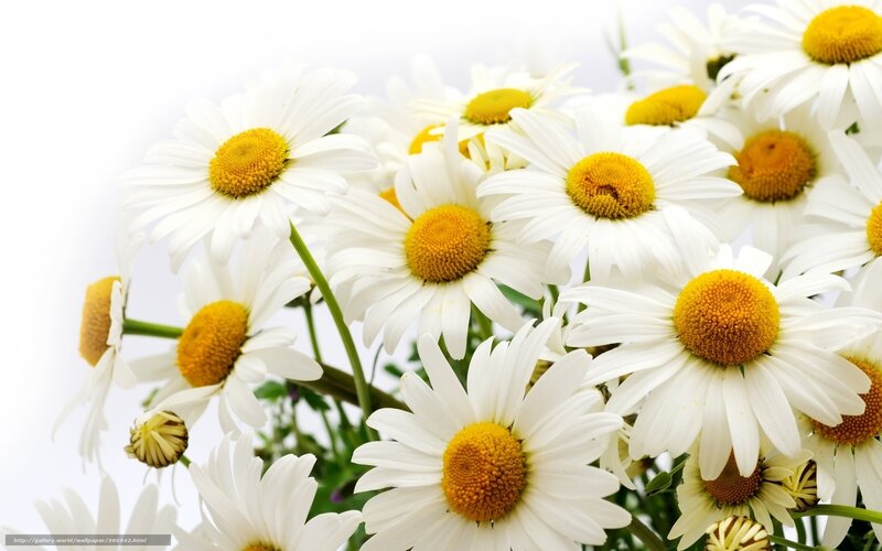 Daisies in a Bouquet — White, Calm, Photograph, Flowers, Stems