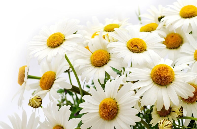 Daisies in a Bouquet — White, Calm, Photograph, Flowers