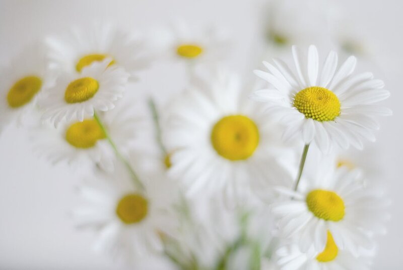Daisies in a Bouquet — White, Calm, Photograph
