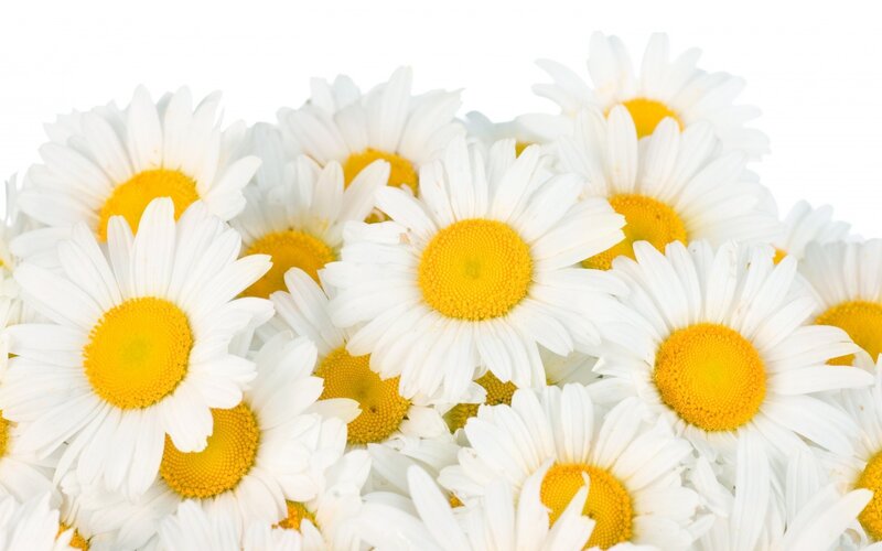 Daisies in a Bouquet — White, Calm, Photograph, White Petals