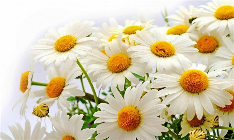 Daisies in a Bouquet — White, Calm