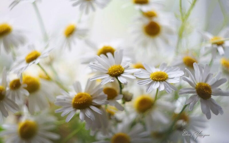 Daisies in a Bouquet — White, Serene, Spring