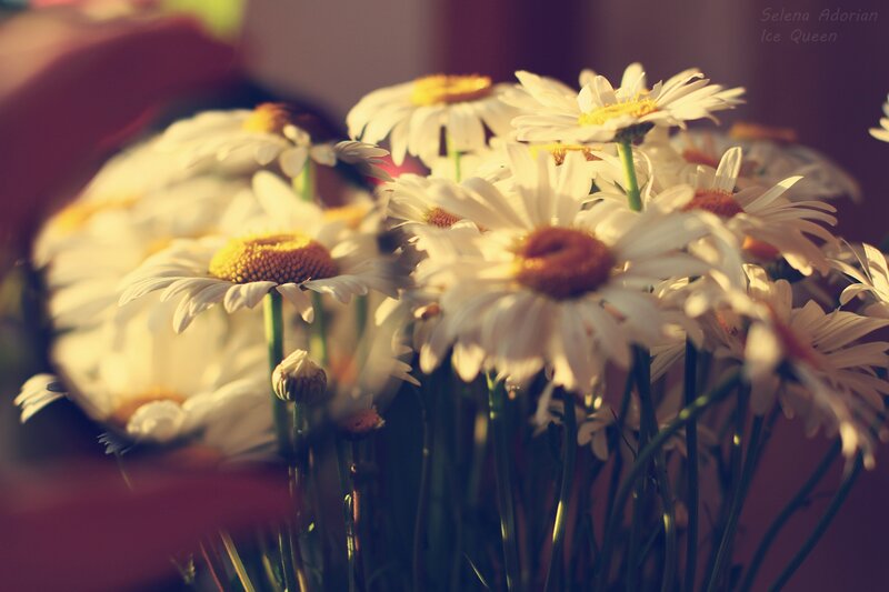 Daisies in a Bouquet — White, Serene