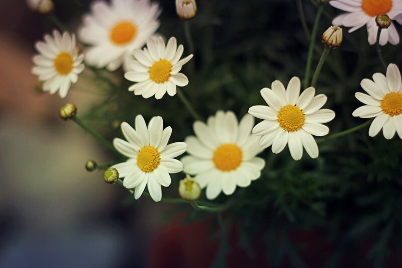 Daisies in a Bouquet — White
