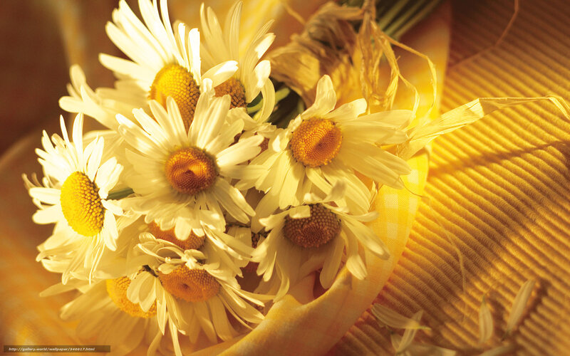 Daisies in a Bouquet — Yellow, Warm
