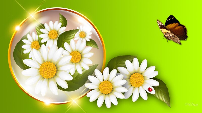 Daisies in a Bowl — Green