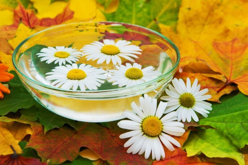 Daisies in a Bowl — White, Serene, Autumn