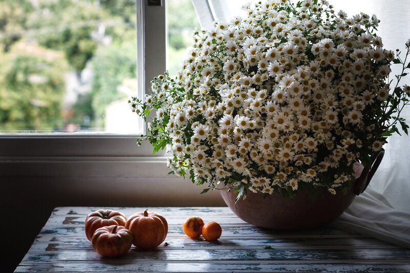 Daisies in a Bowl — White, Serene