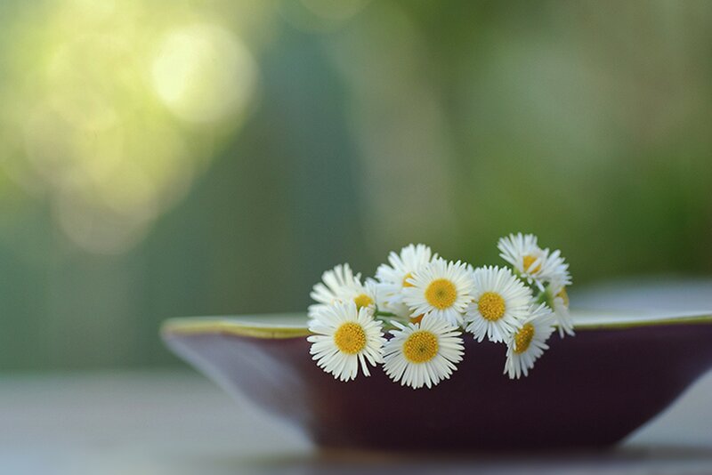 Daisies in a Bowl — White