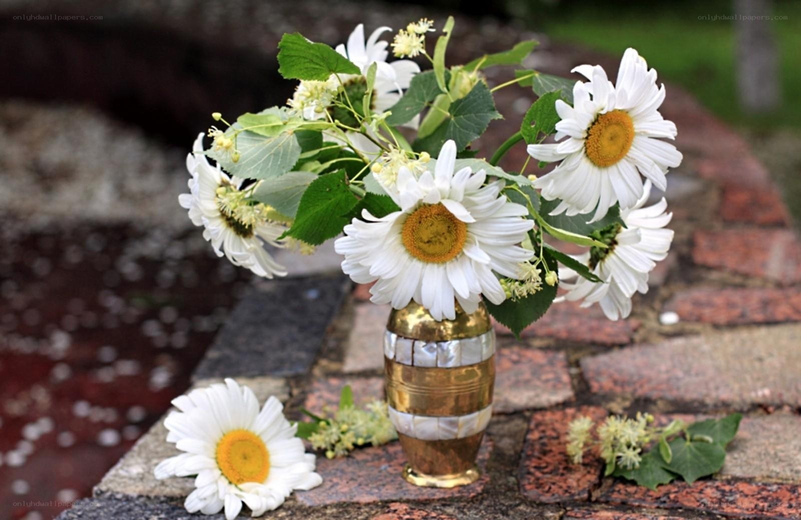 Daisies in a brass vase