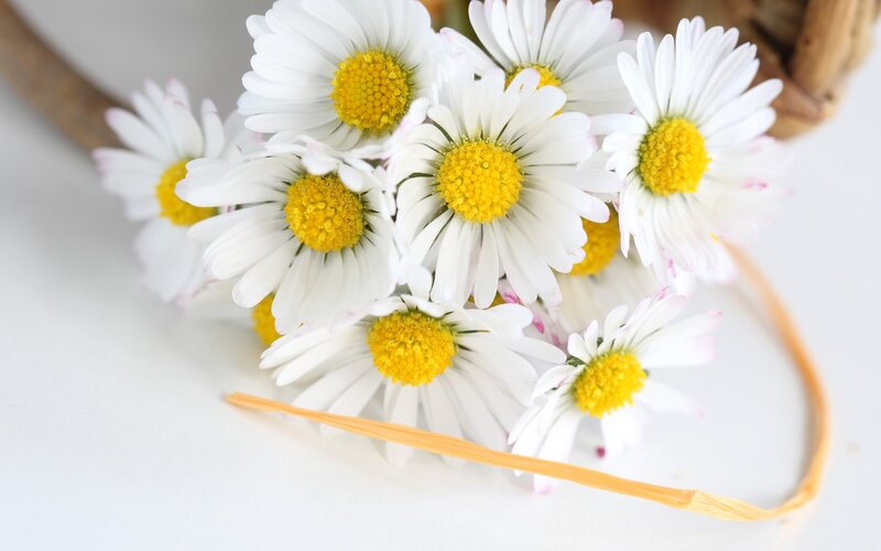 Daisies in a Bundle
