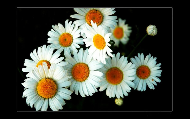 Daisies in a Cluster