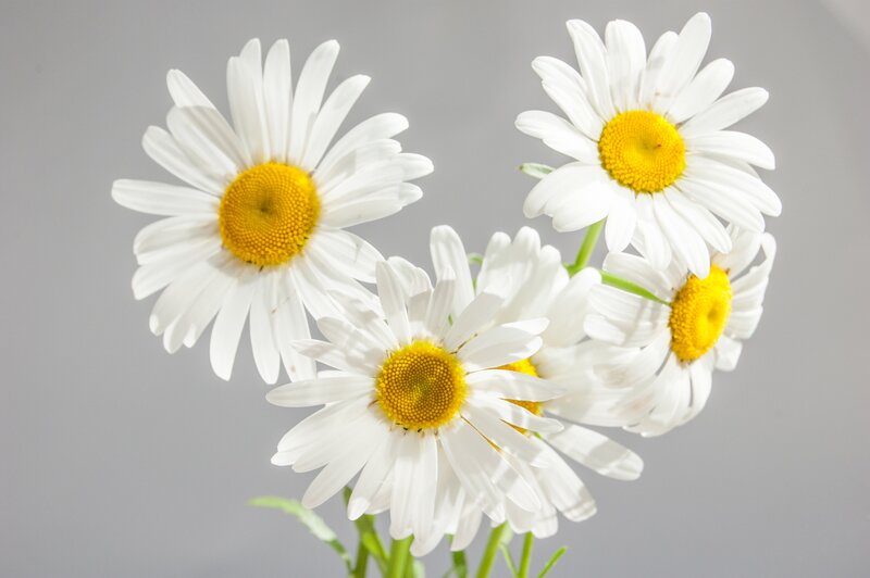 Daisies in a Cluster — White, Calm, Photograph