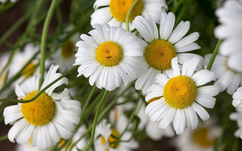 Daisies in a Cluster — White, Calm