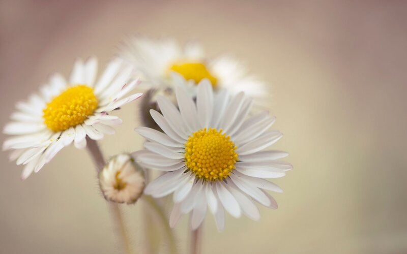 Daisies in a Cluster — White, Serene, Photograph