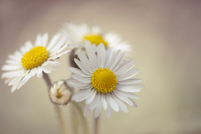 Daisies in a Cluster — White, Serene, Spring