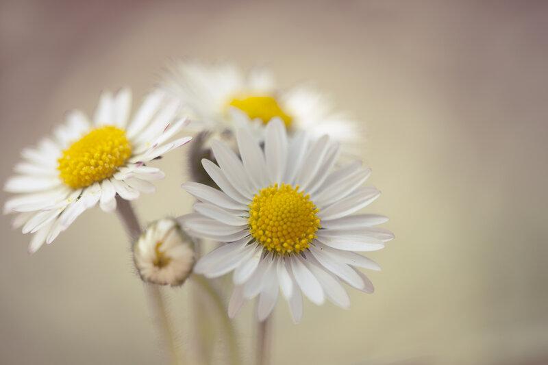 Daisies in a Cluster — White, Serene