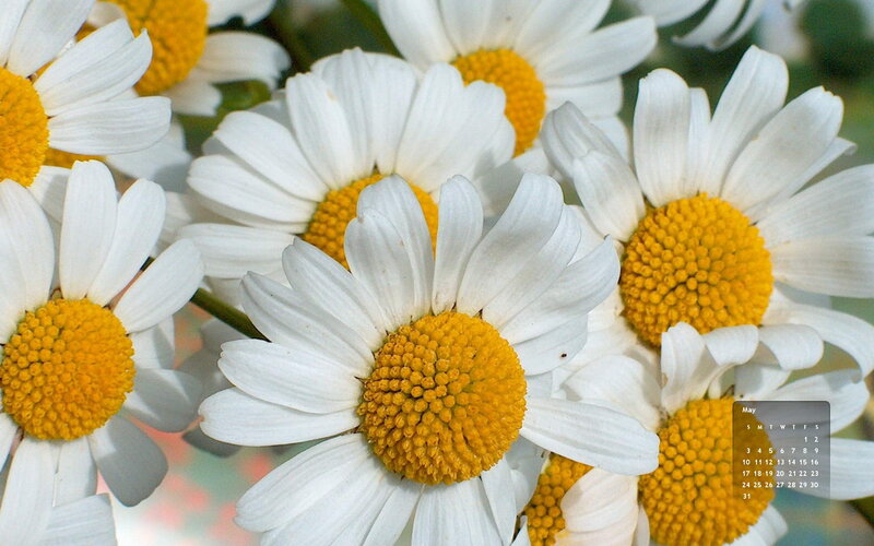 Daisies in a Cluster — White