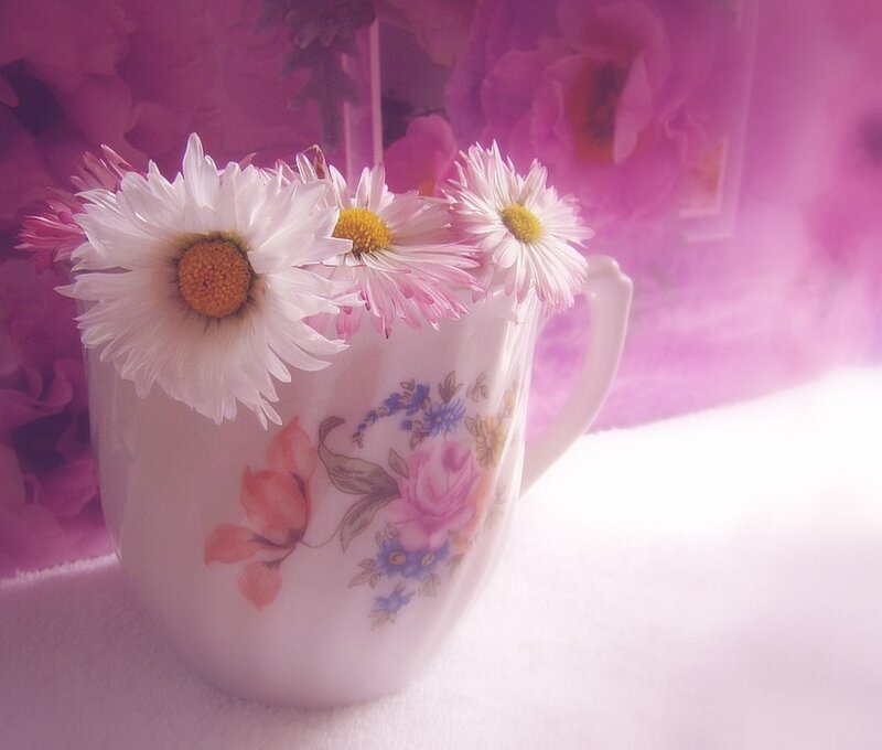 Daisies in a Cup — Pink