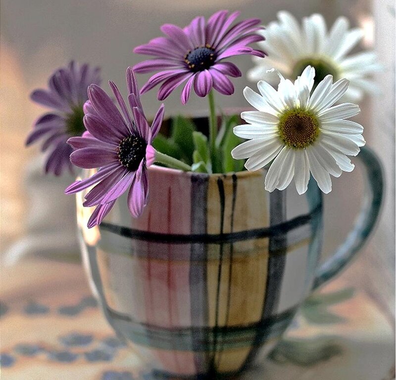 Daisies in a Cup — Purple