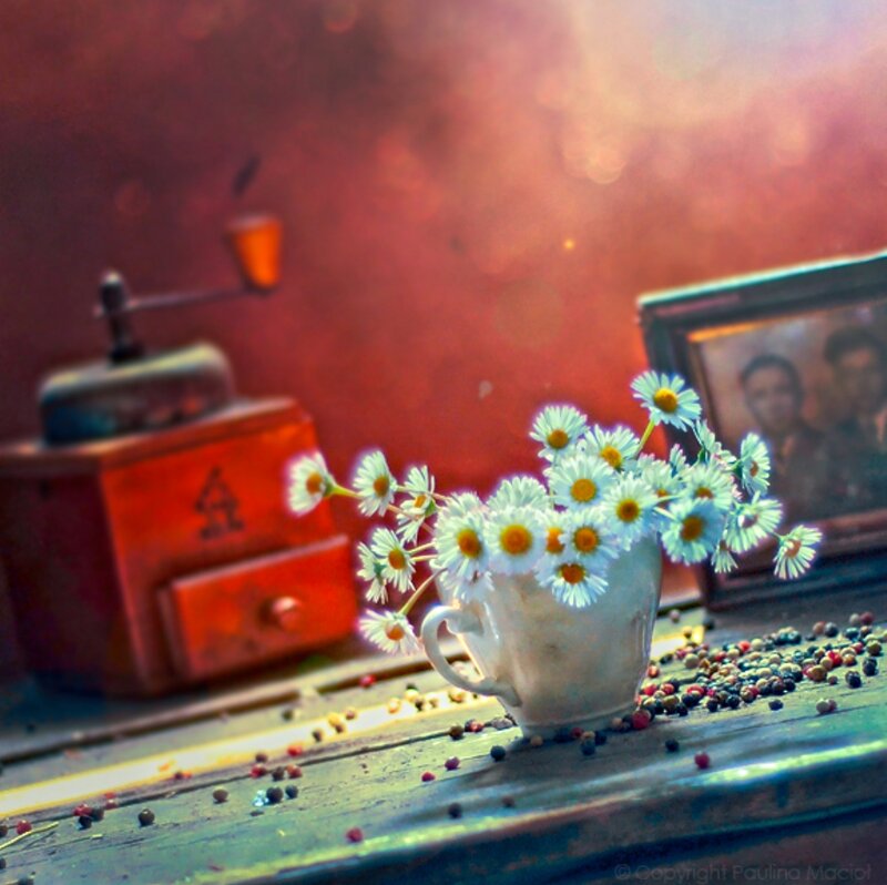 Daisies in a Cup — Red